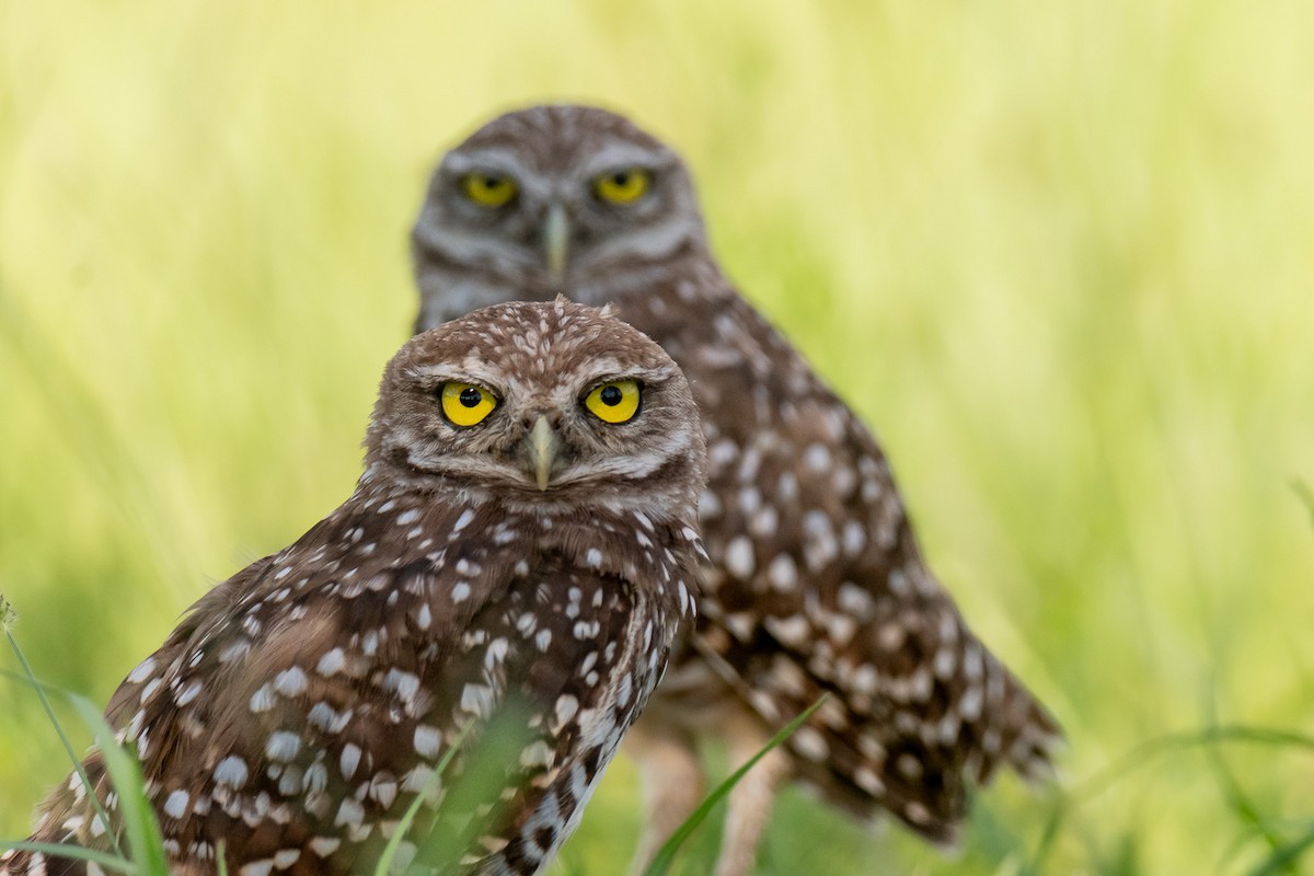 Burrowing Owl - ML621245928