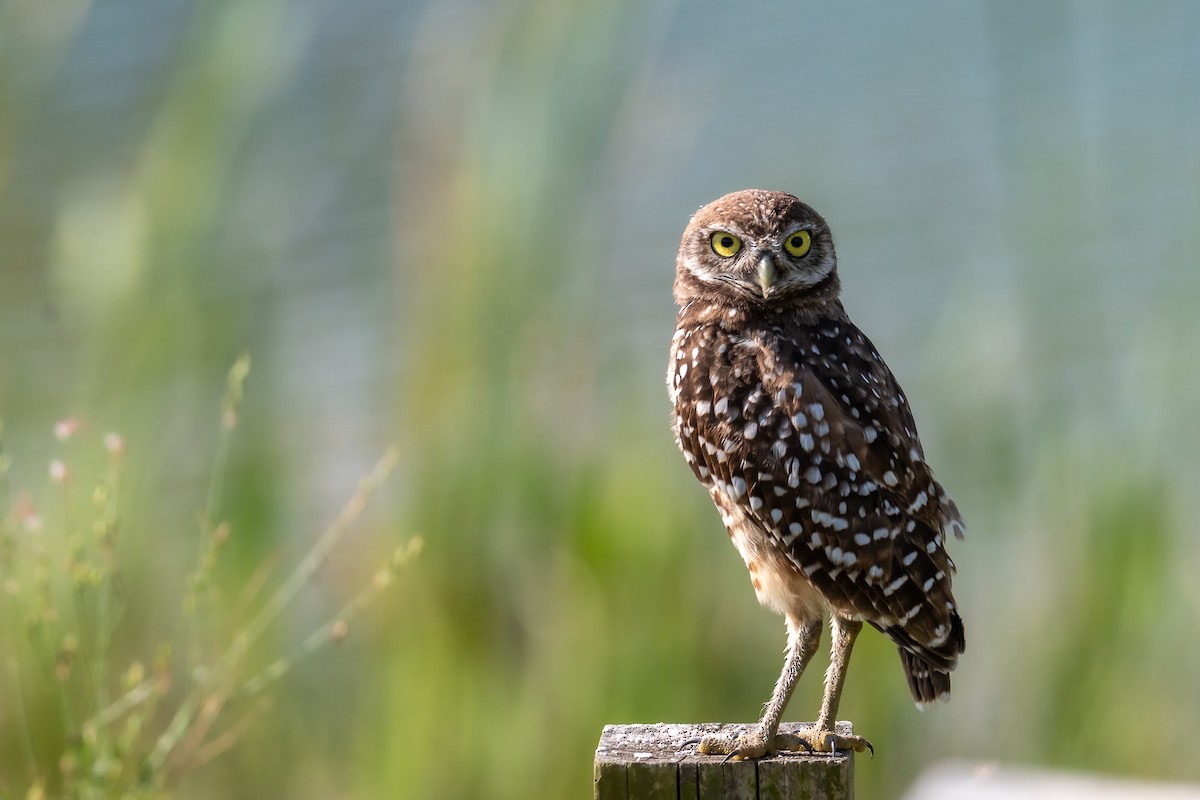 Burrowing Owl - ML621245929