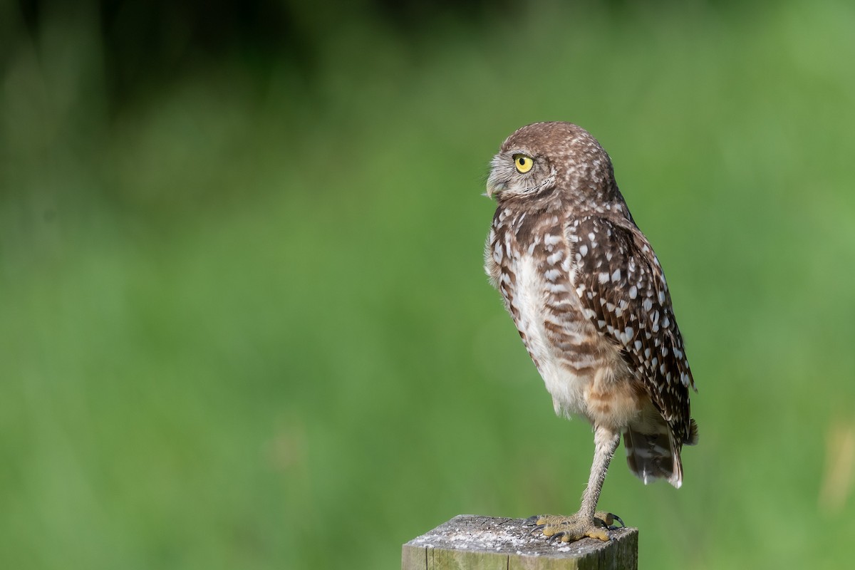 Burrowing Owl - ML621245930