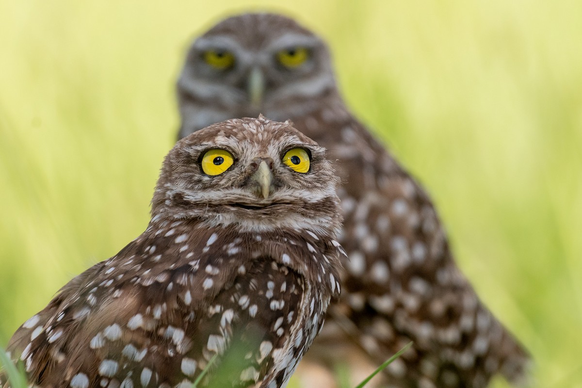 Burrowing Owl - ML621245931
