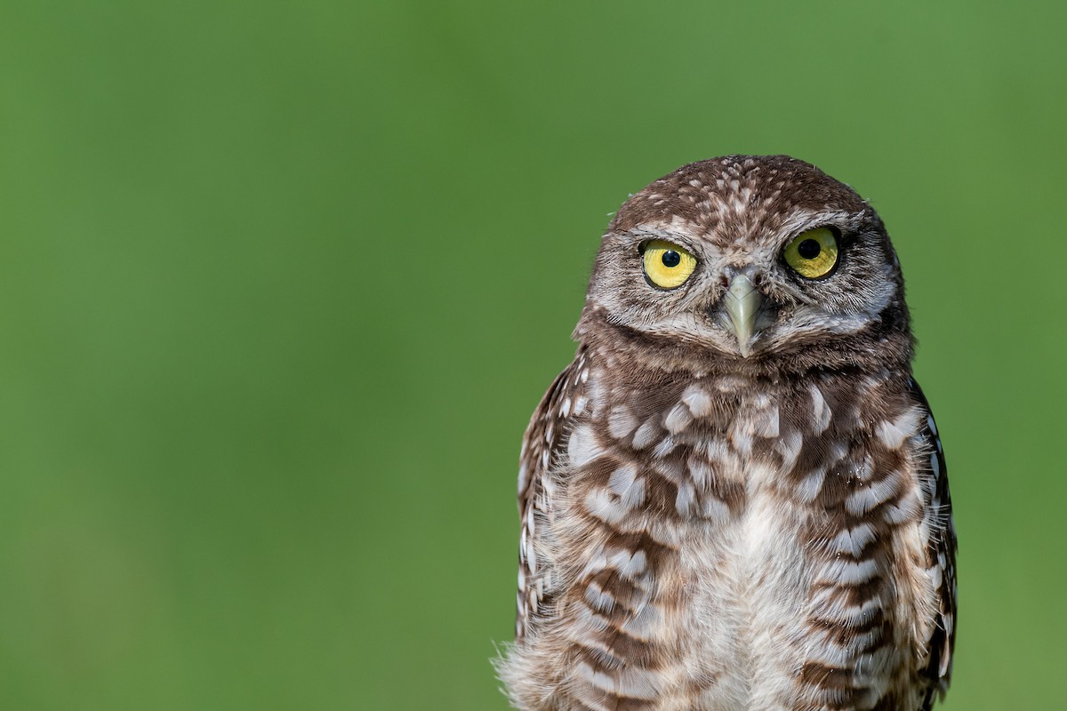 Burrowing Owl - ML621245932
