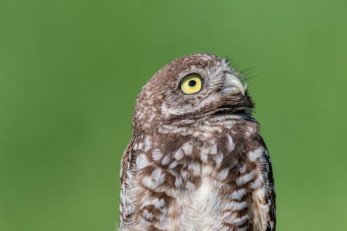 Burrowing Owl - ML621245933