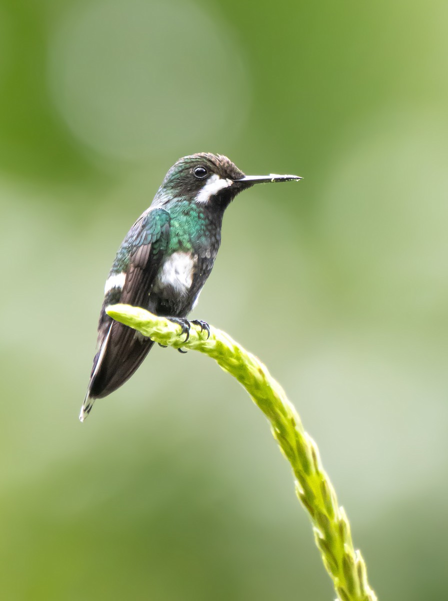 kolibřík trnoocasý - ML621245935
