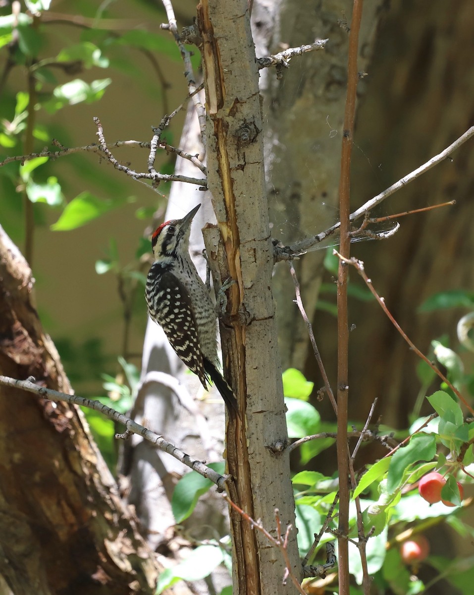 Ladder-backed Woodpecker - ML621245945