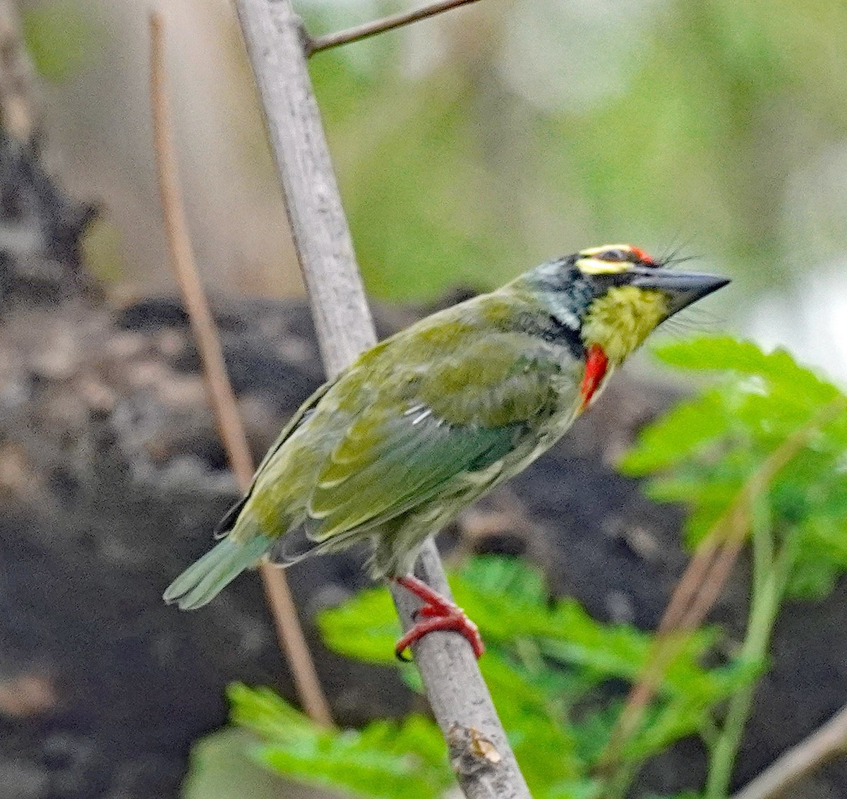 Coppersmith Barbet - ML621245968