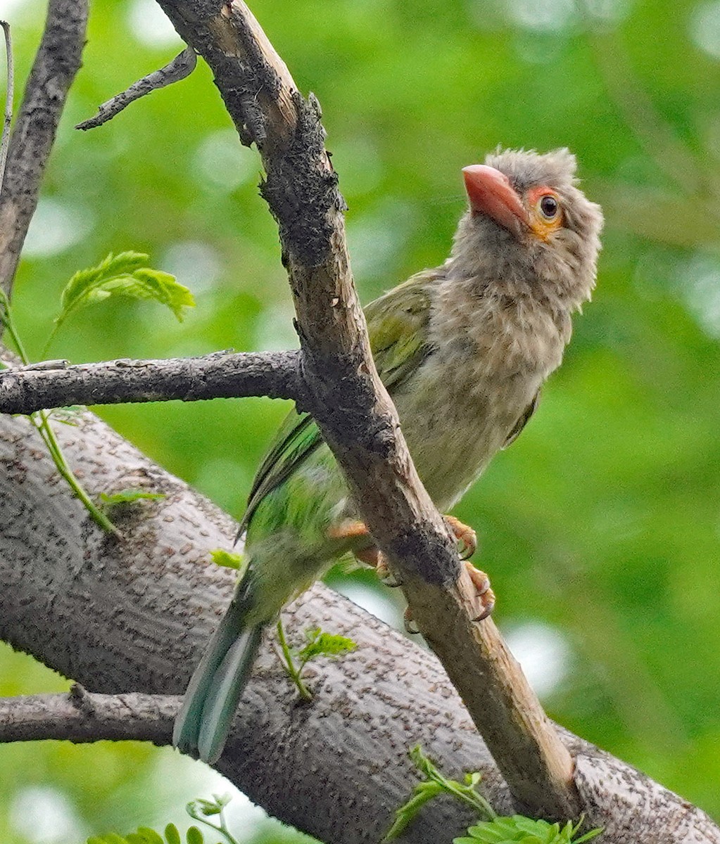 Brown-headed Barbet - ML621245977