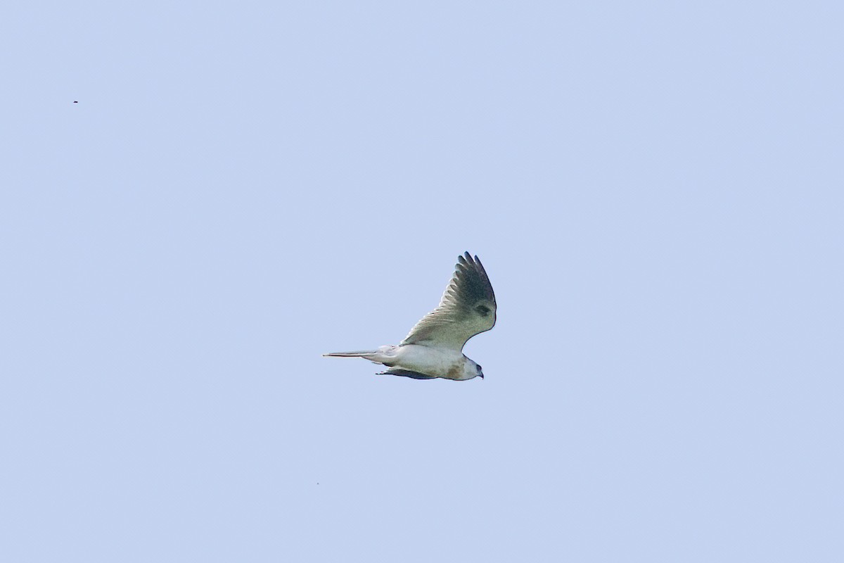 White-tailed Kite - ML621246008
