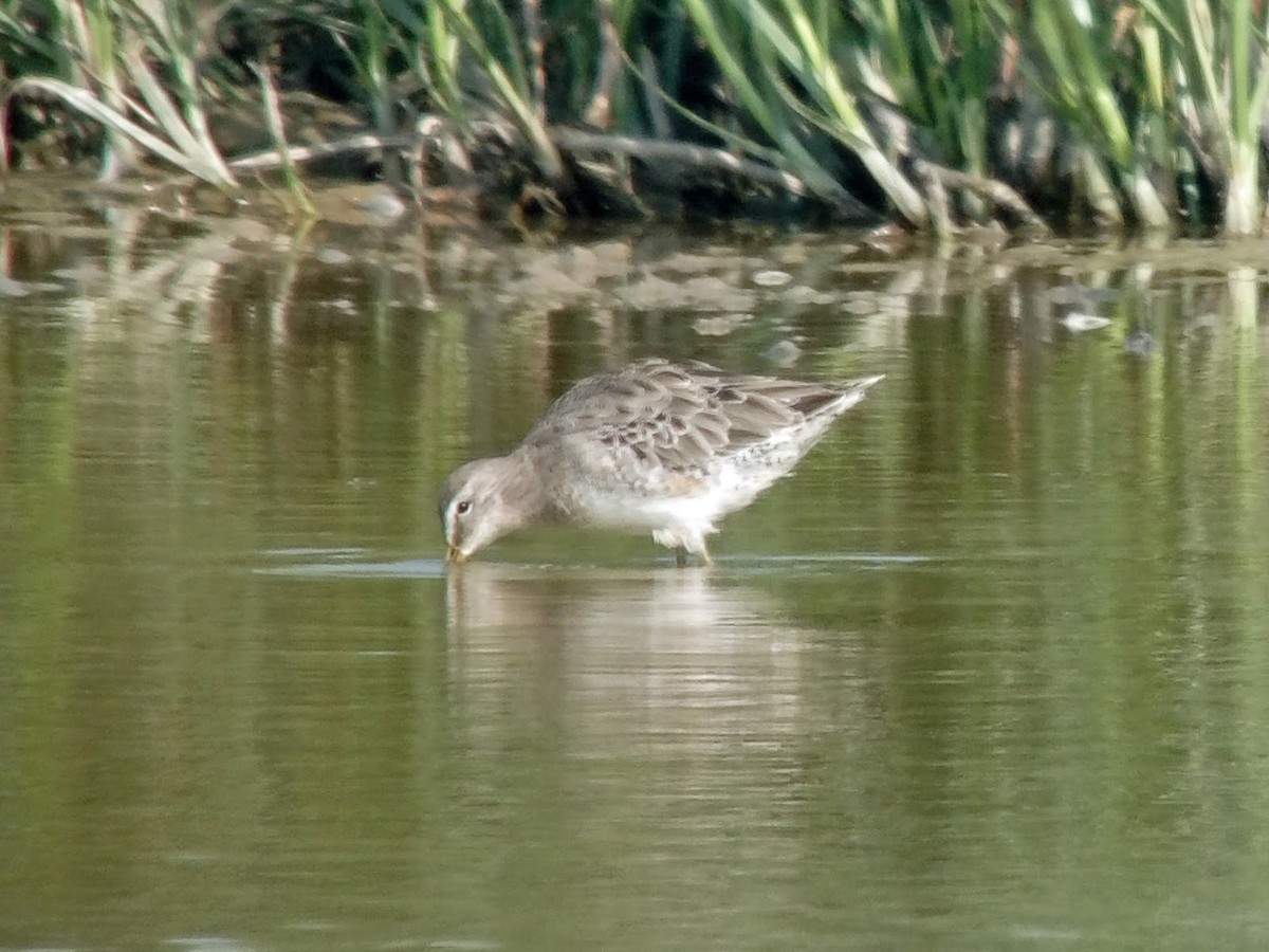 Long-billed Dowitcher - ML621246011