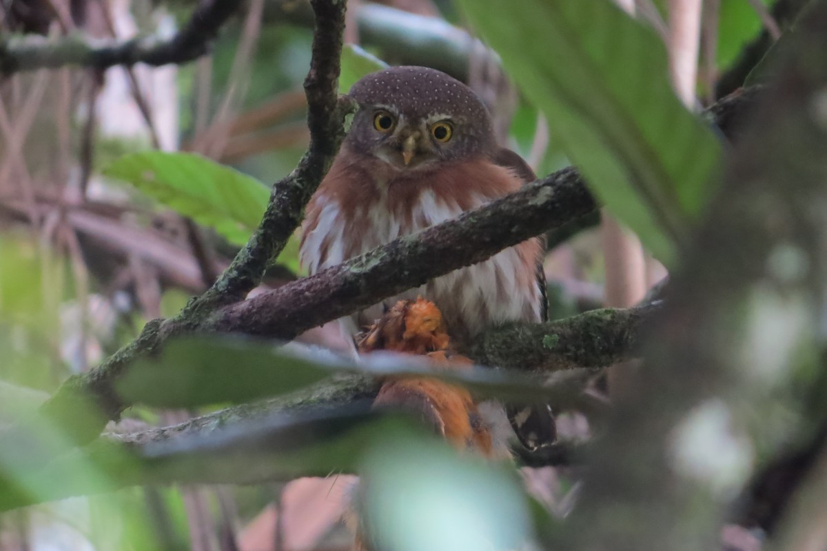 Least Pygmy-Owl - ML621246019