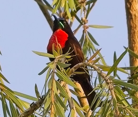 Scarlet-chested Sunbird - ML621246023
