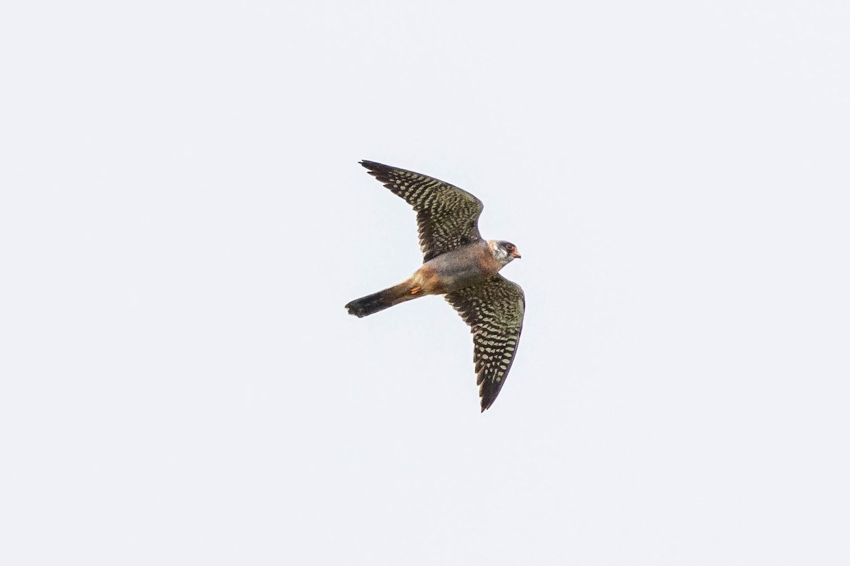 Red-footed Falcon - ML621246030