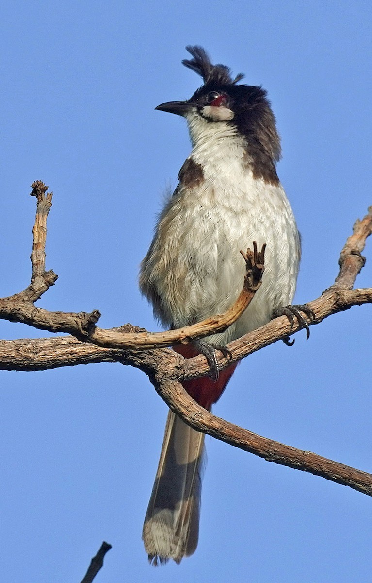 Red-whiskered Bulbul - ML621246035