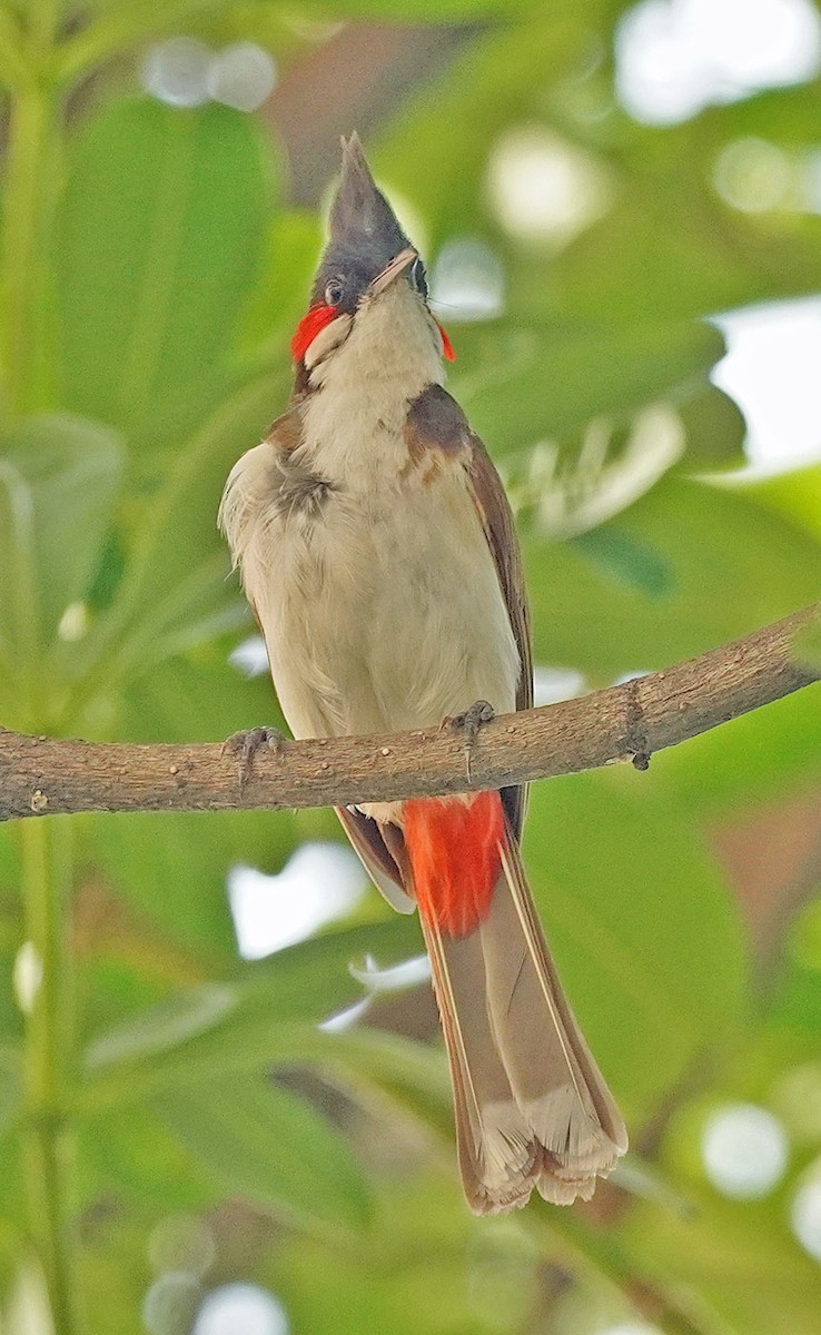 Red-whiskered Bulbul - ML621246036