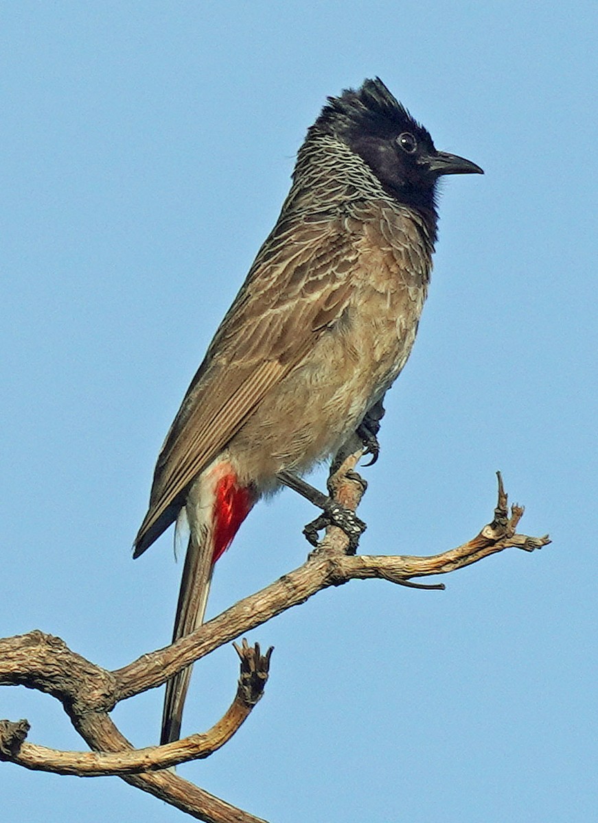 Red-vented Bulbul - bo nelson