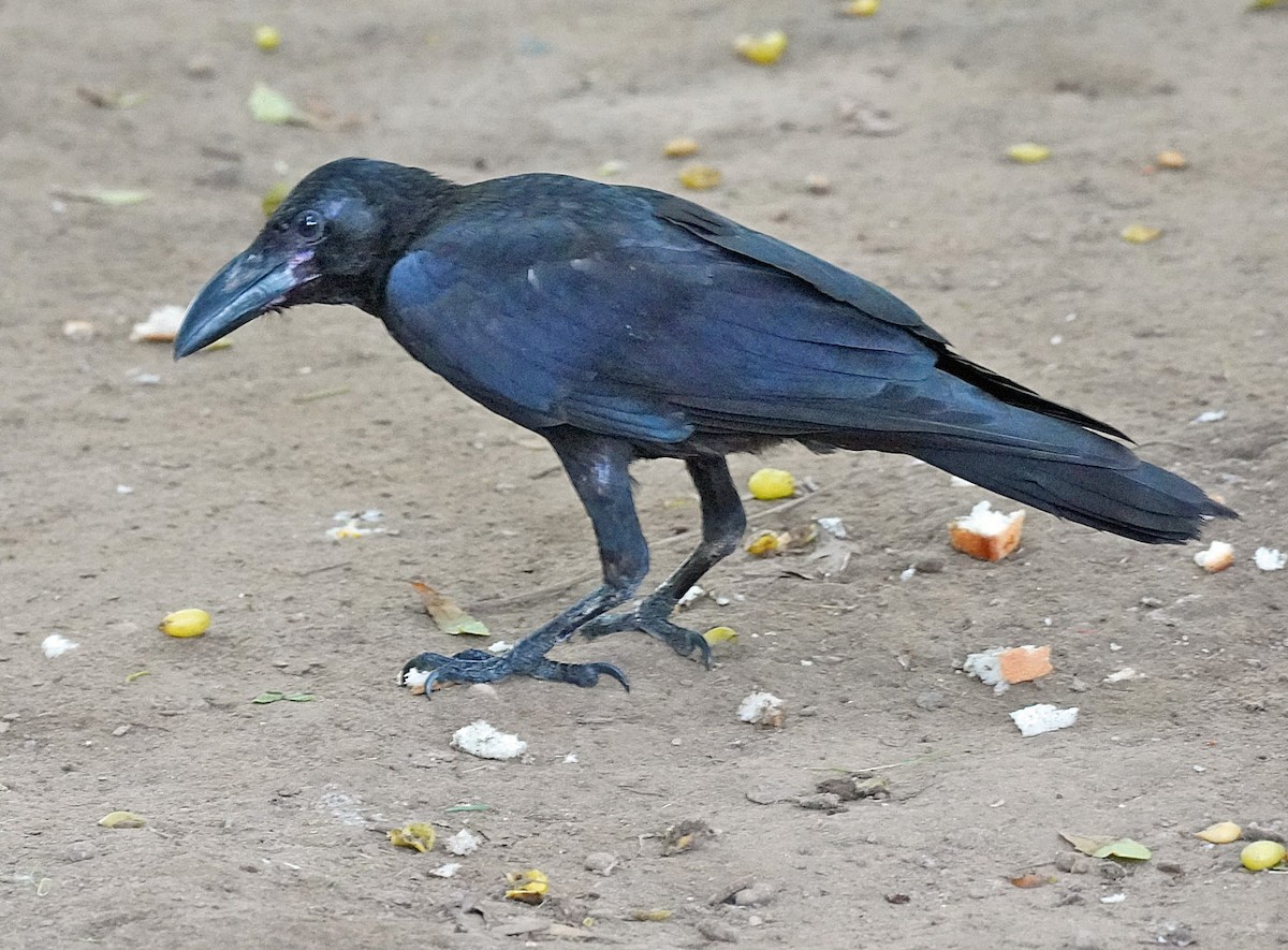Large-billed Crow - ML621246081