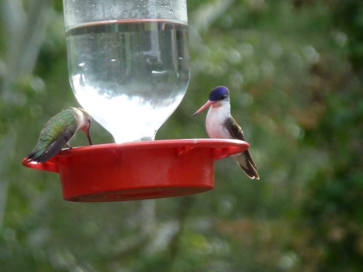 Violet-crowned Hummingbird - ML621246090