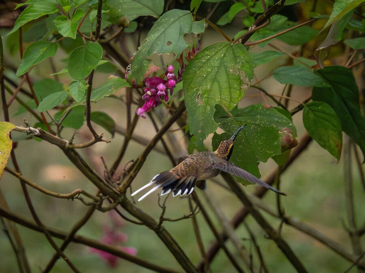 kolibřík šupinkohrdlý - ML621246091