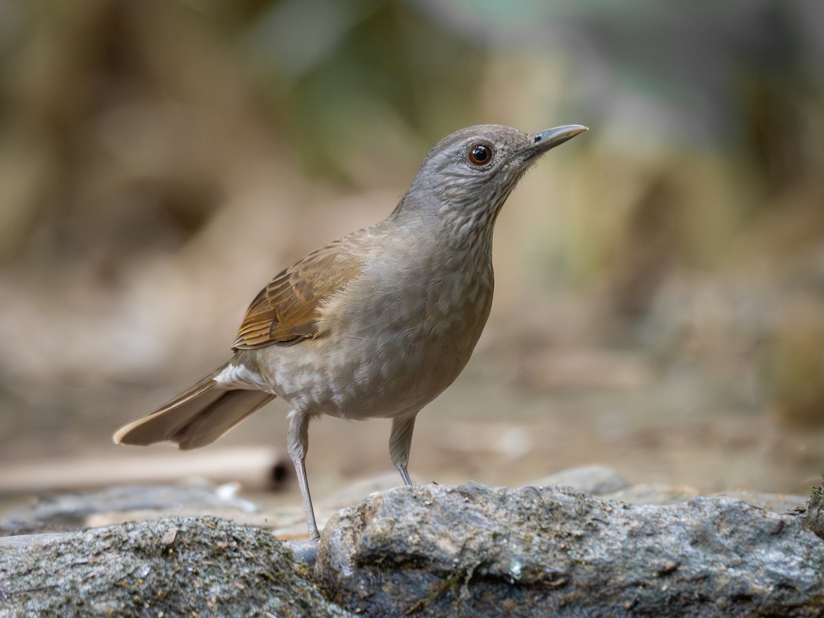 Pale-breasted Thrush - ML621246101