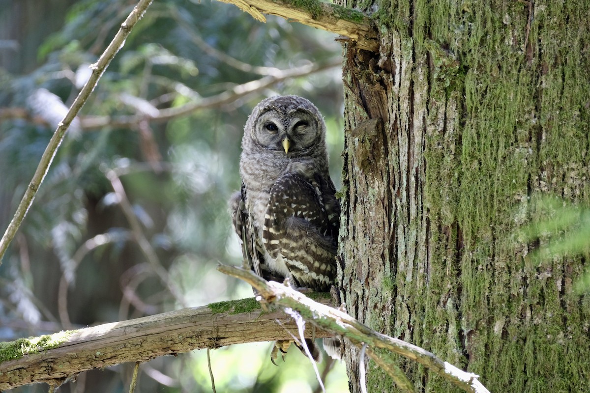 Barred Owl - ML621246154