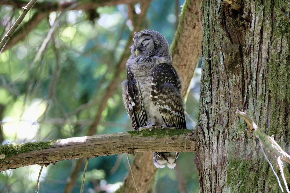 Barred Owl - ML621246155