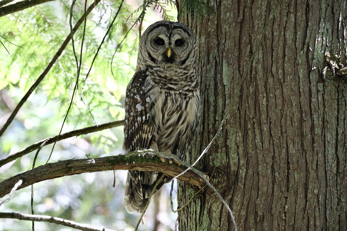 Barred Owl - ML621246156