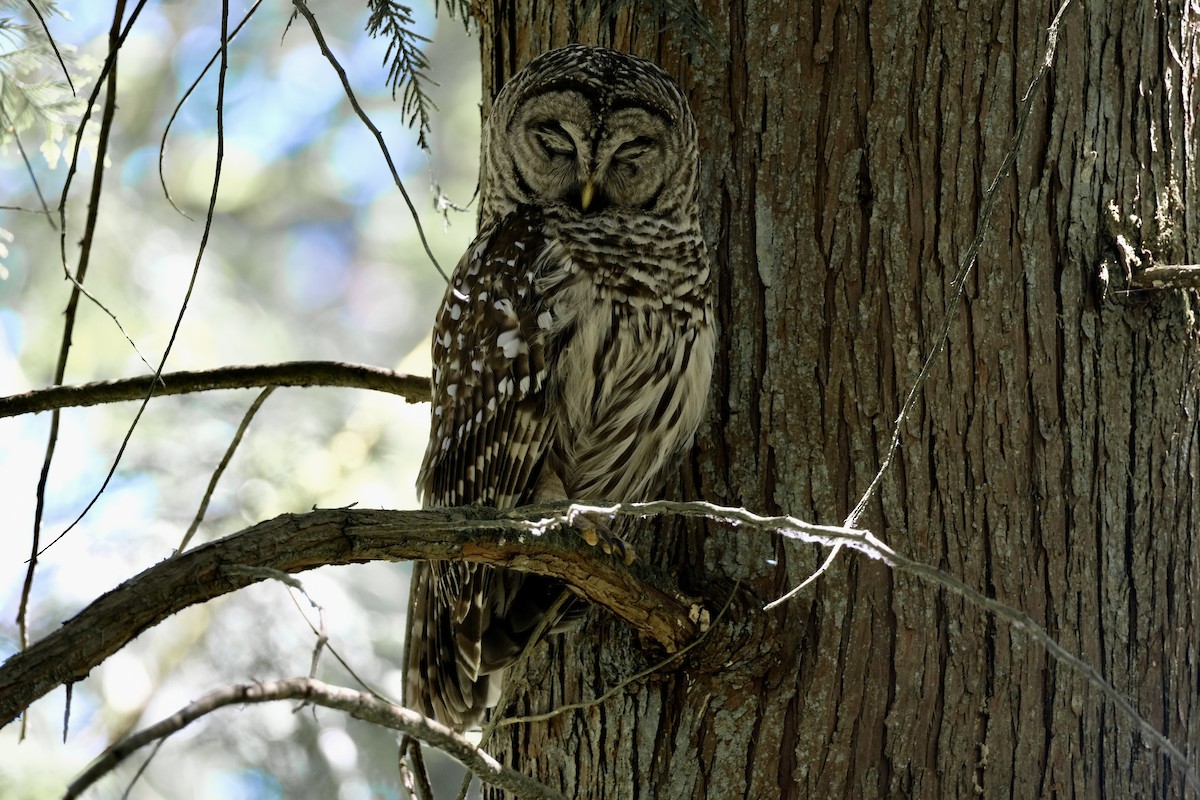 Barred Owl - ML621246157
