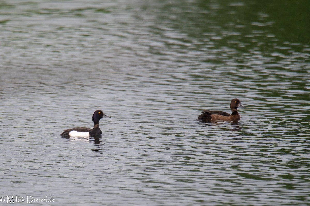 Tufted Duck - ML621246161