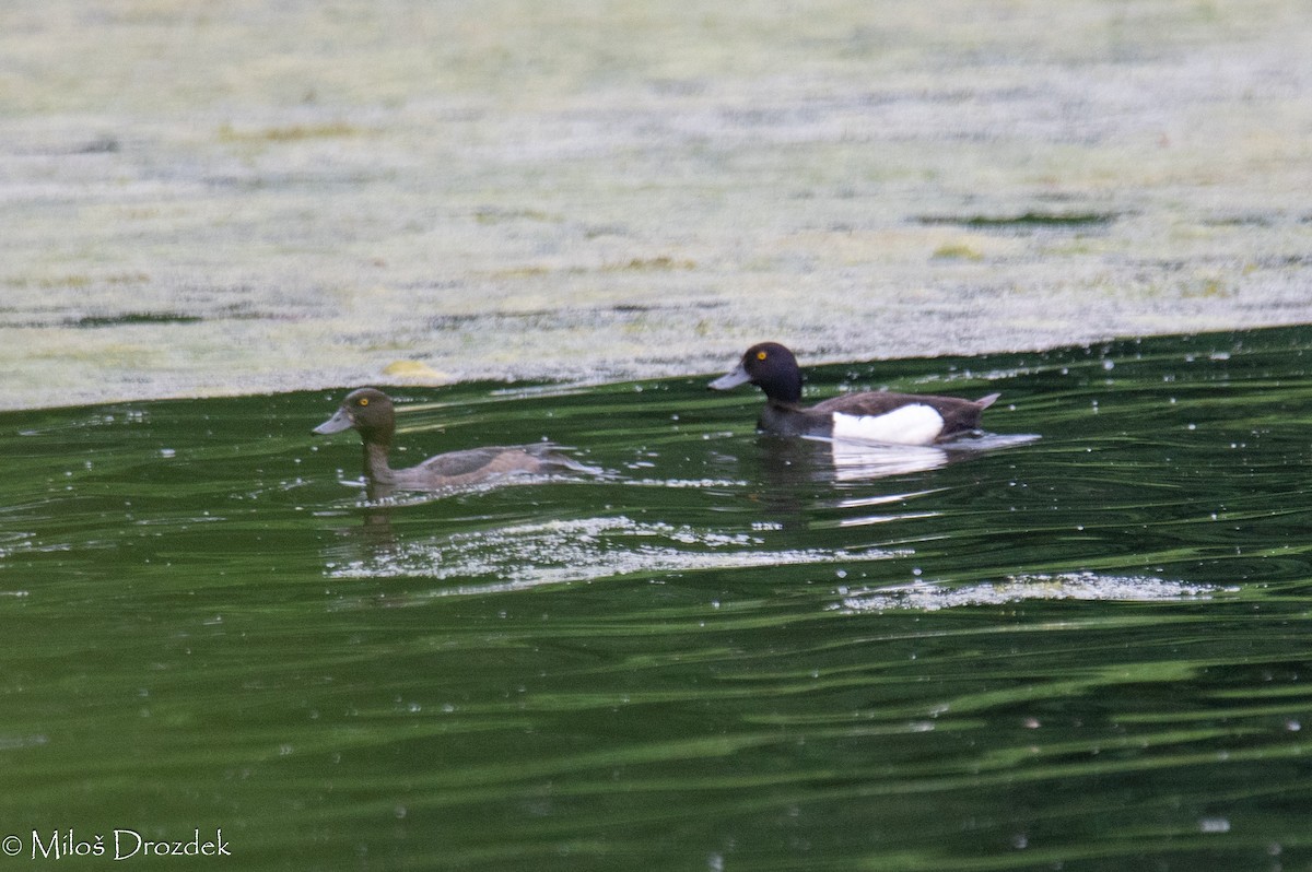 Tufted Duck - ML621246162