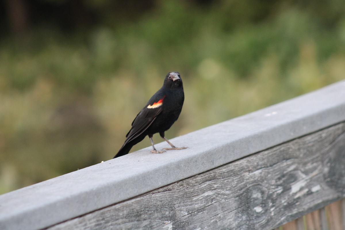 Red-winged Blackbird - ML621246168