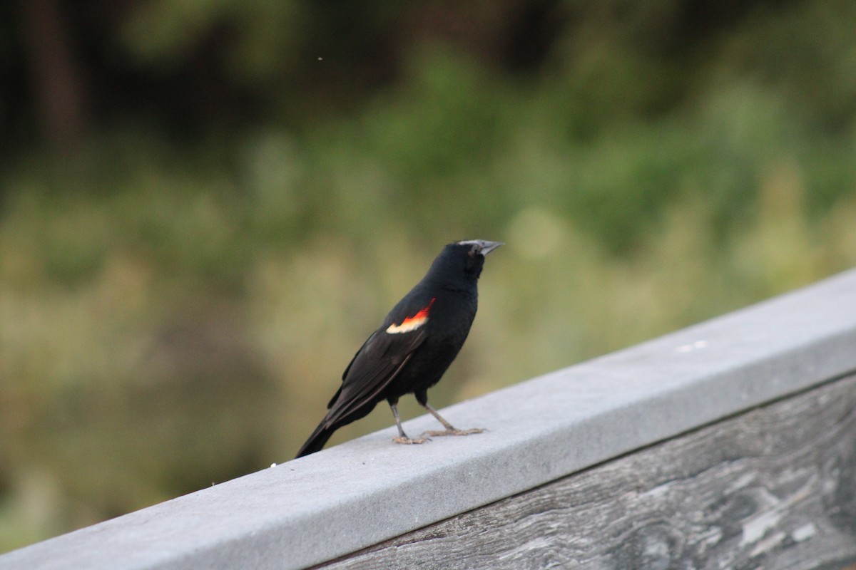 Red-winged Blackbird - ML621246169