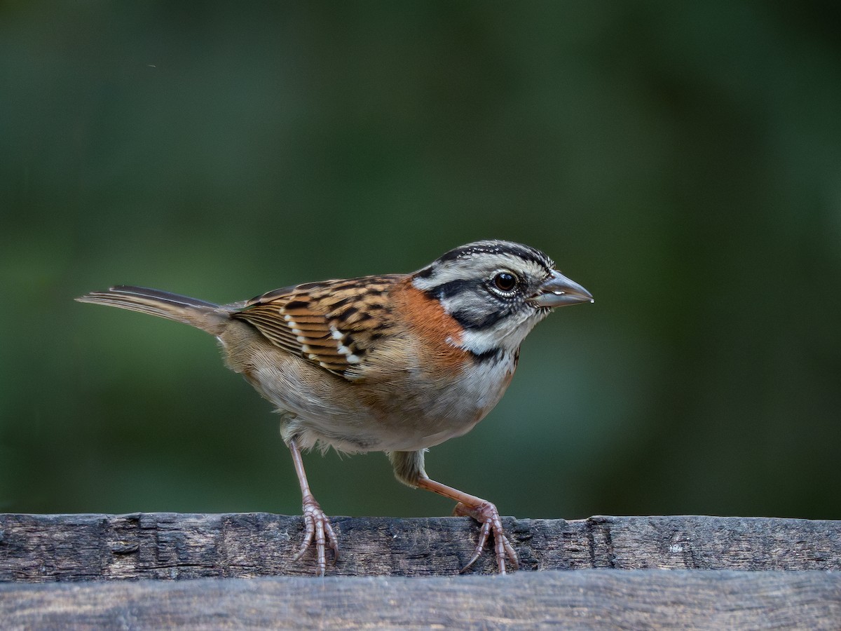 Rufous-collared Sparrow - ML621246191