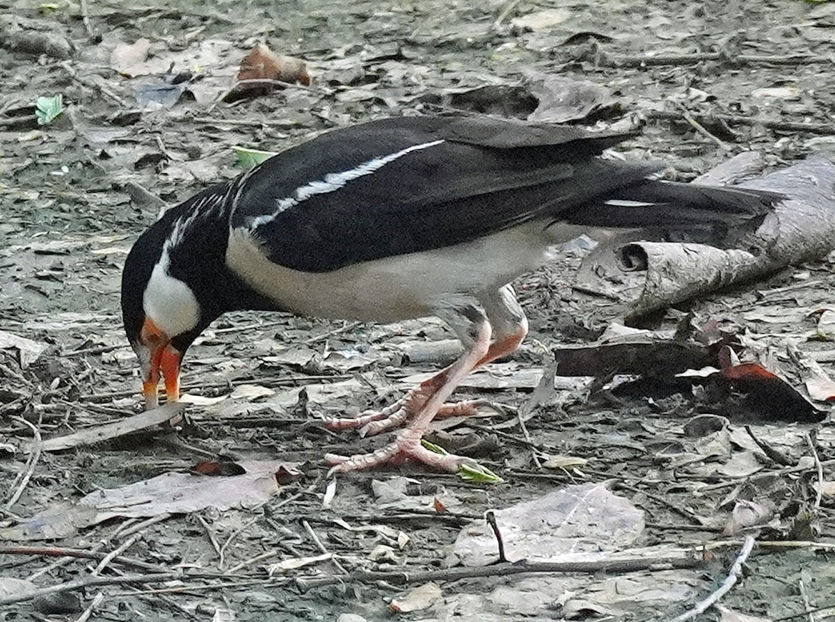 Indian Pied Starling - ML621246203