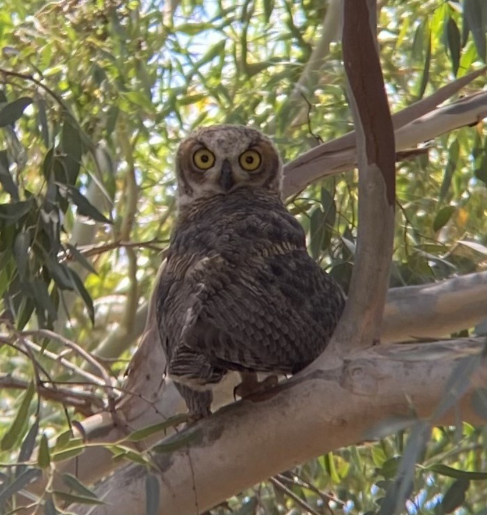 Great Horned Owl - ML621246278