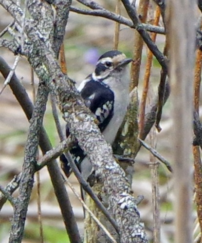 Downy Woodpecker - ML621246285