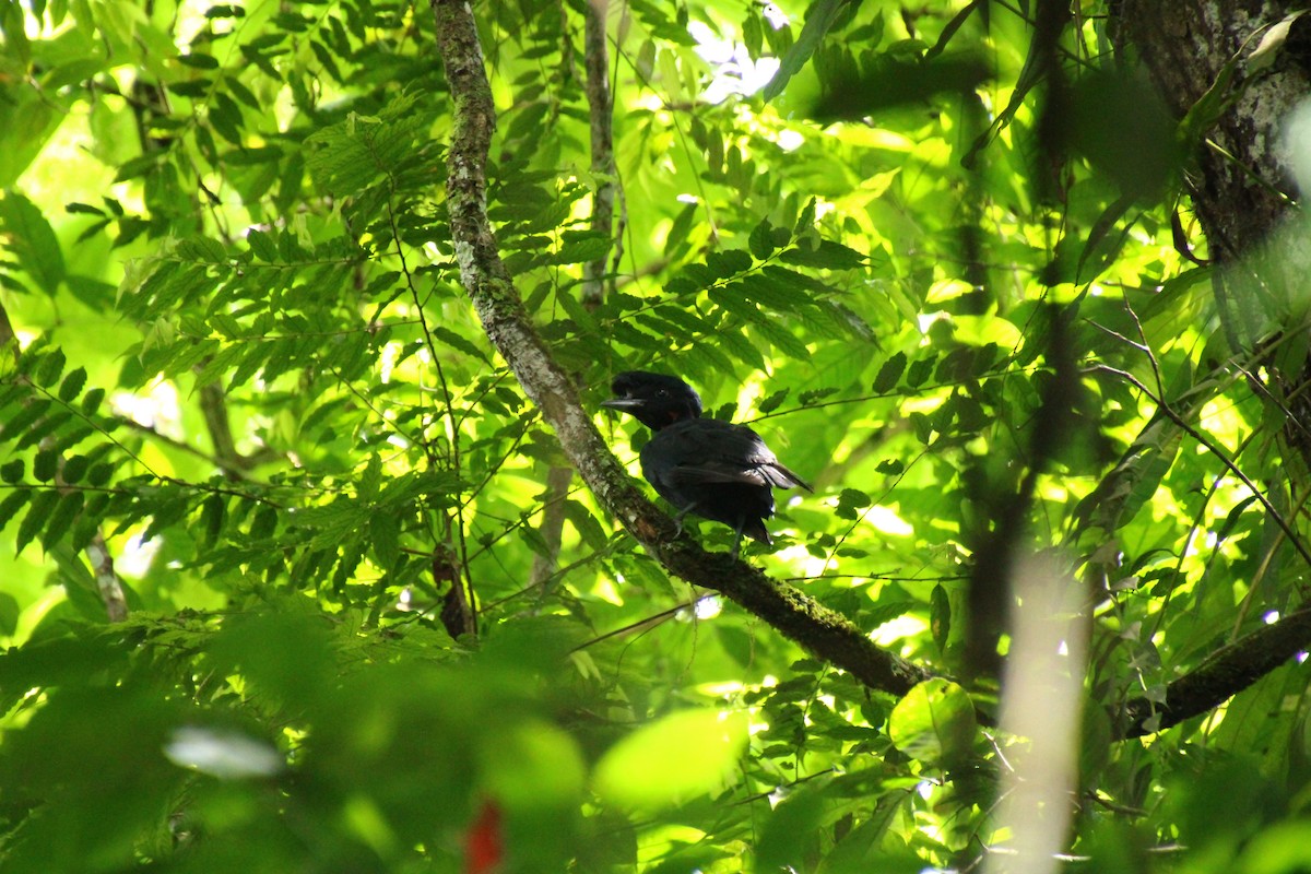 Bare-necked Umbrellabird - ML621246287