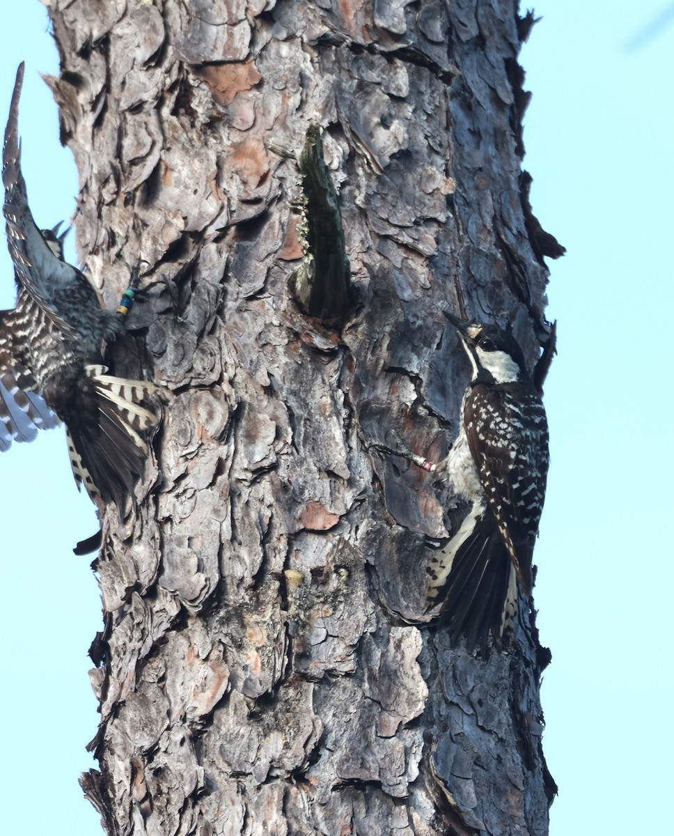 Red-cockaded Woodpecker - ML621246326