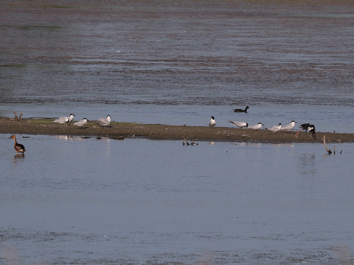 Gull-billed Tern - ML621246355