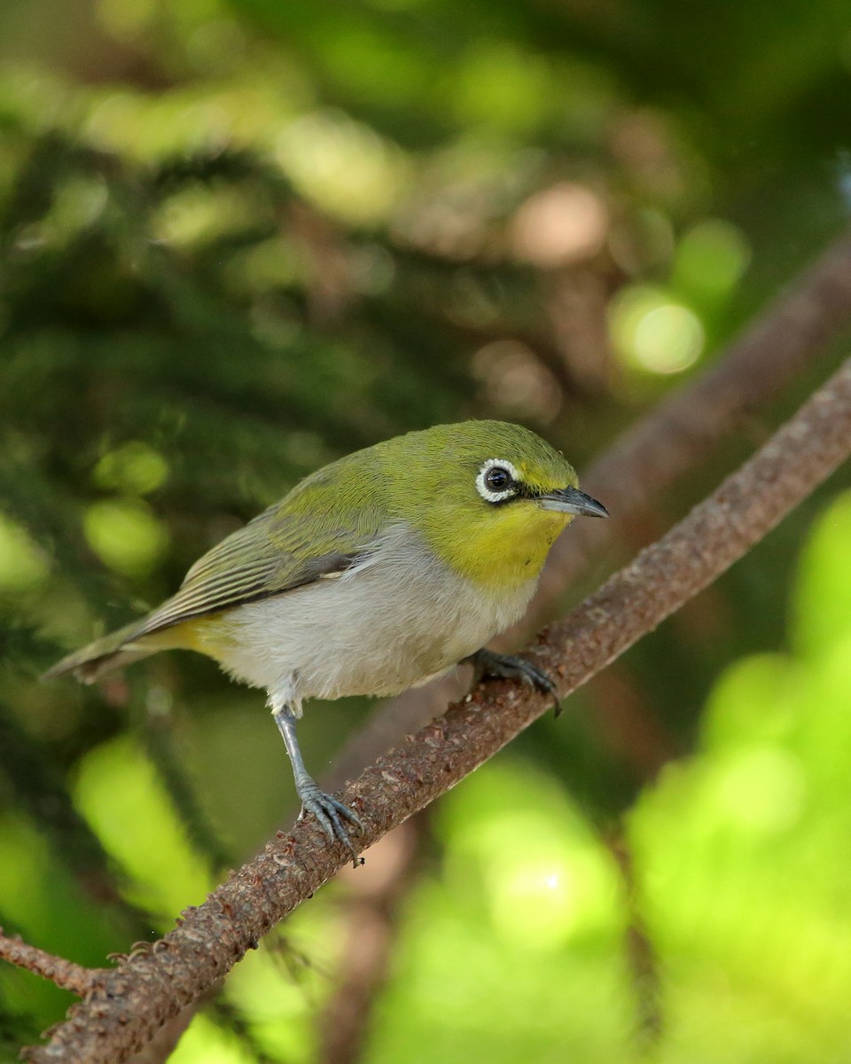 Swinhoe's White-eye - ML621246360