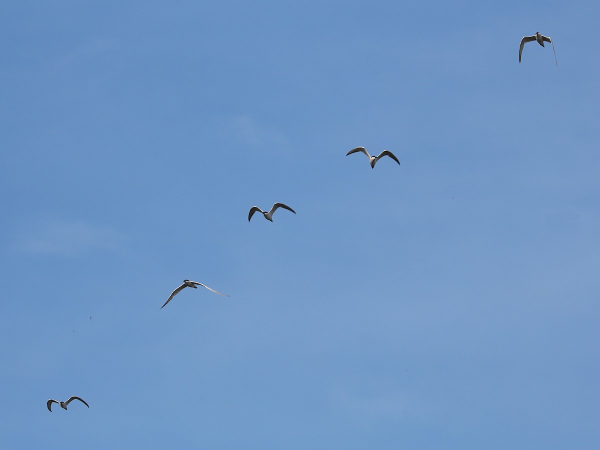 Gull-billed Tern - ML621246363