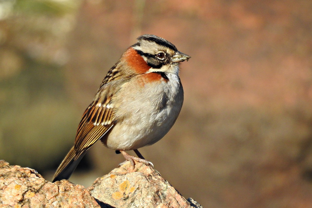 Rufous-collared Sparrow - ML621246386