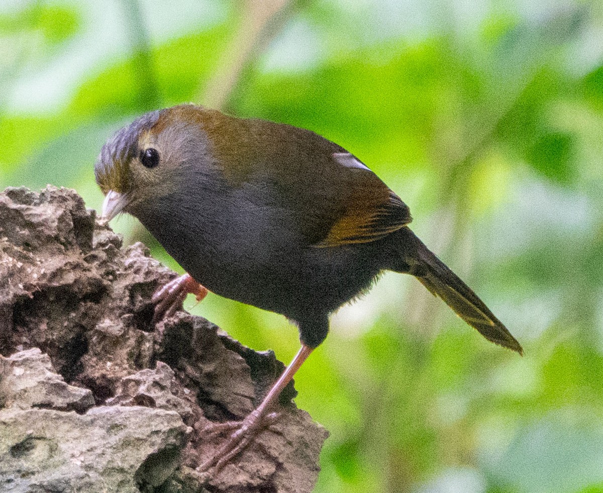 Gray-faced Liocichla - ML621246393