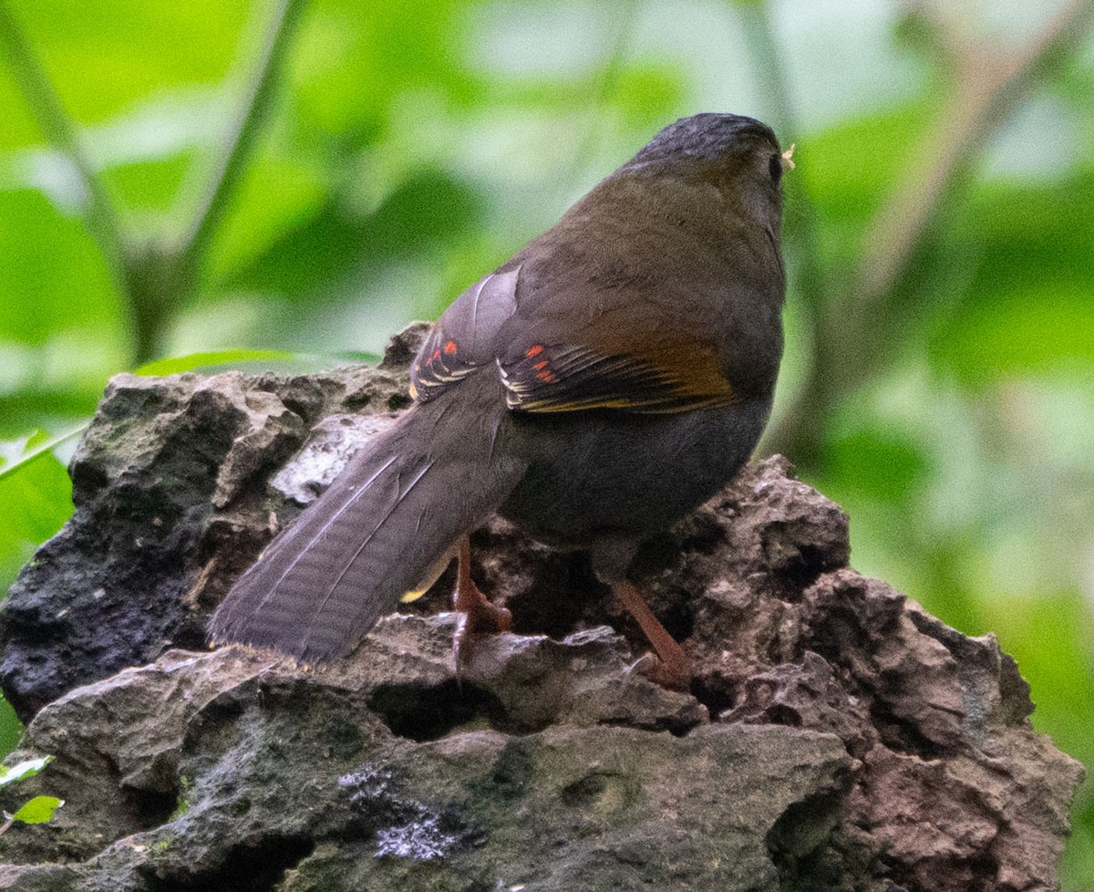 Gray-faced Liocichla - ML621246394