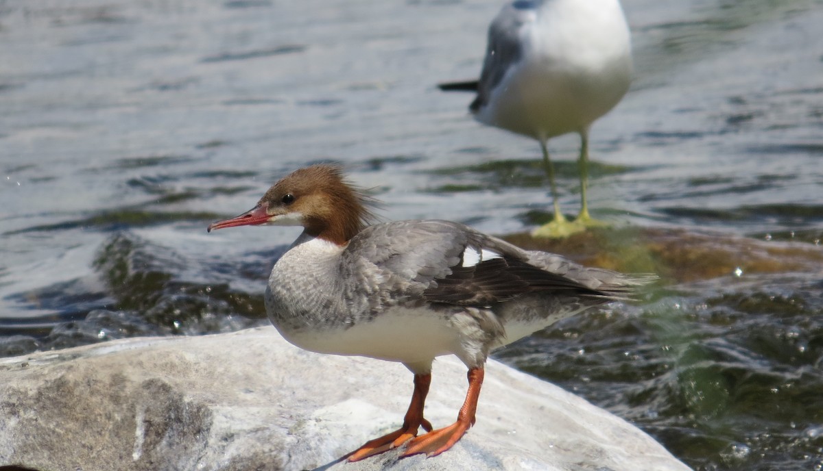 Common Merganser - ML621246429