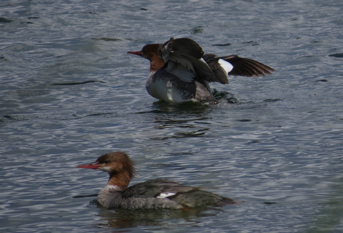 Common Merganser - ML621246431