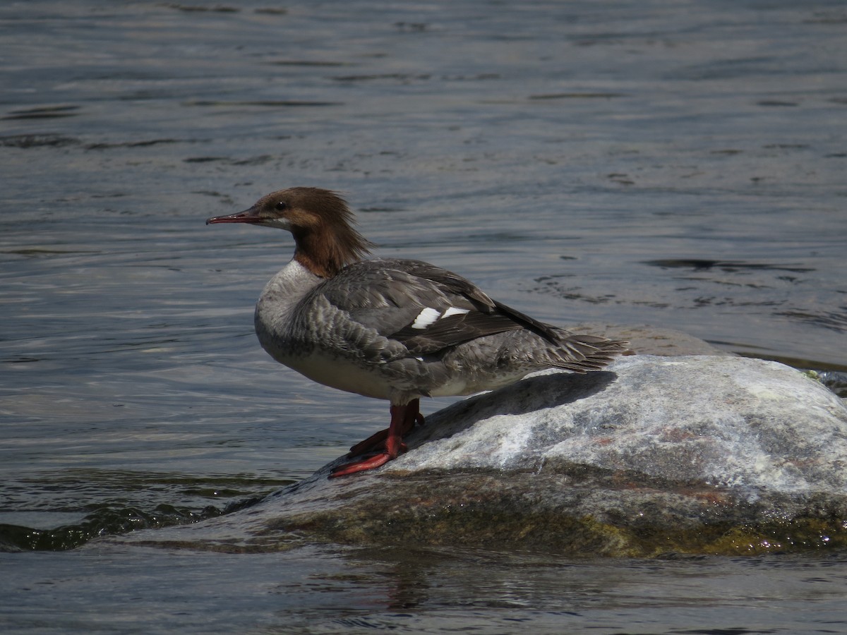 Common Merganser - ML621246432