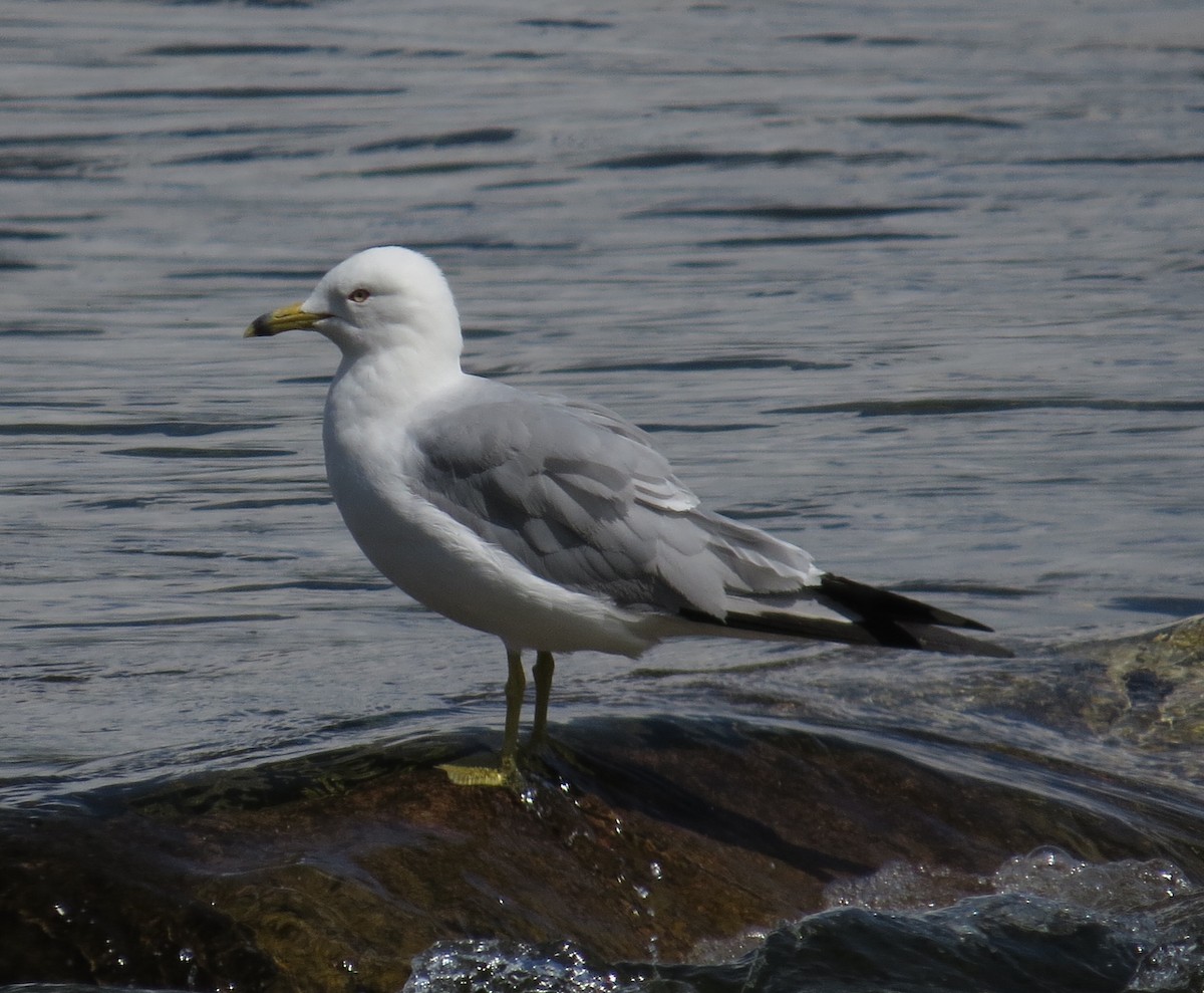 Ring-billed Gull - Lora Reynolds