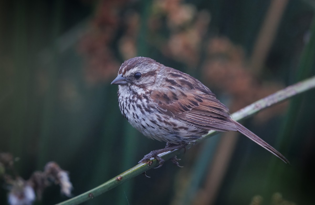 Song Sparrow - John Callender