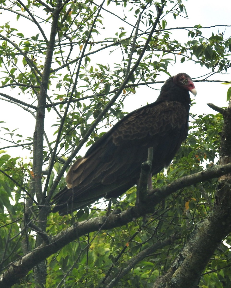Turkey Vulture - ML621246464