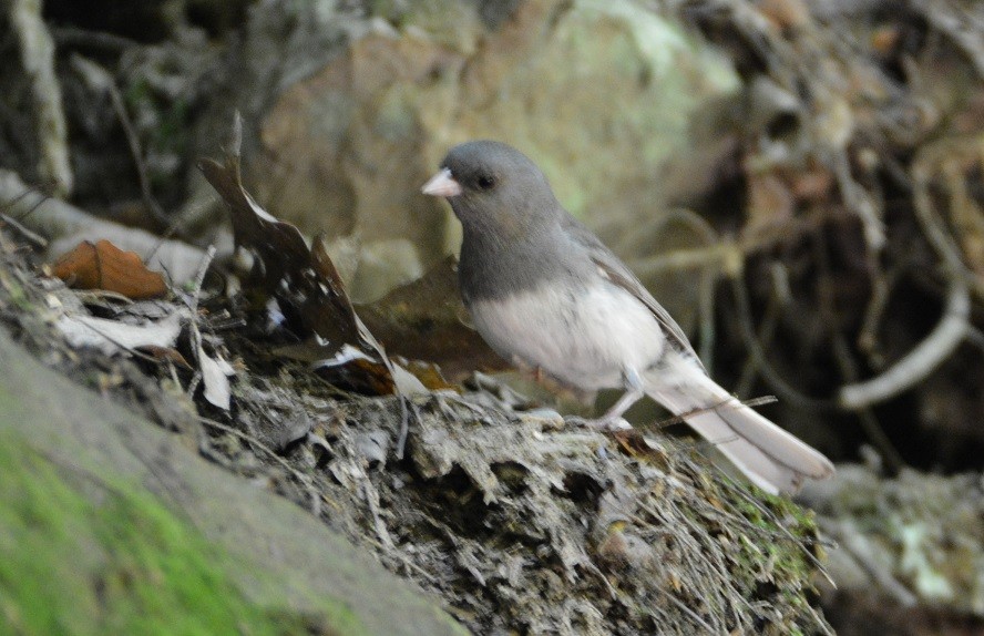 Dark-eyed Junco - "Chia" Cory Chiappone ⚡️