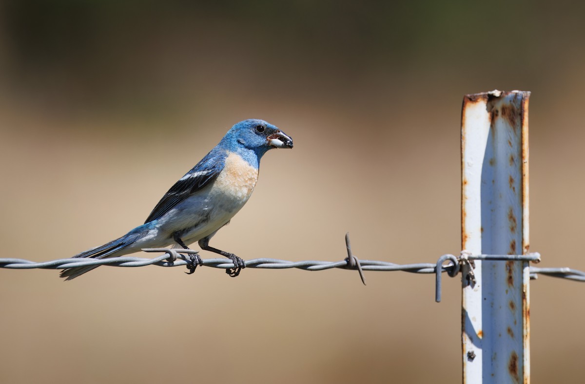 Lazuli Bunting - ML621246528